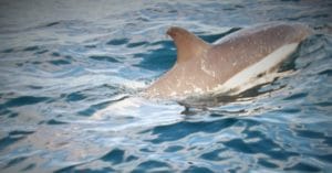 delfino nel mare delle Azzorre