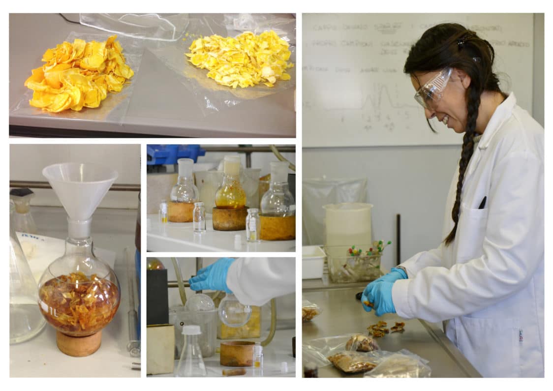 Come si crea il tessuto naturale orange fiber (laboratorio)