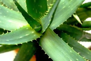 pianta officinale Aloe Vera
