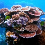 barriera corallina australiana