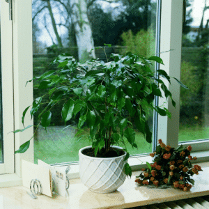 Ficus benjamina. Fonte immagine: http://floradania.dk