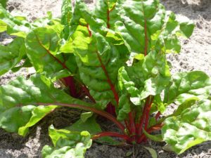 insalata coltivata in un orto