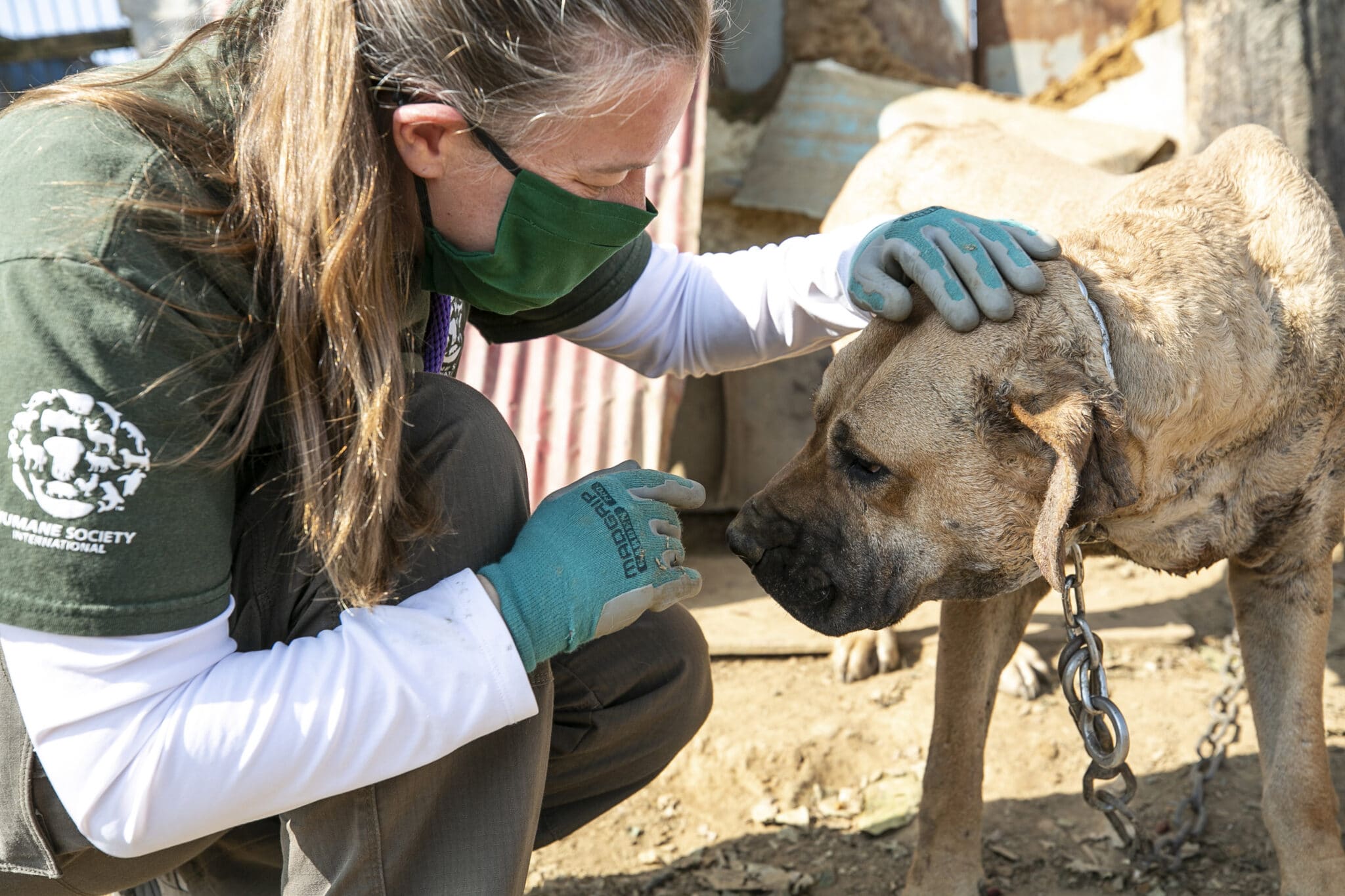 Hsi contro la violenza nei confronti degli animali