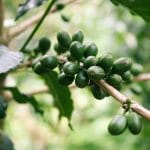 Caffè verde: proprietà e benefici per il nostro benessere