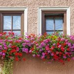 Come fare fiorire il geranio sui balconi?