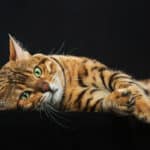10 Nomi per Gatti: Origini e Adattabilità alle Diverse Razze