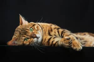 gatto domestico tigrato su sfondo nero