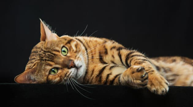 gatto domestico tigrato su sfondo nero