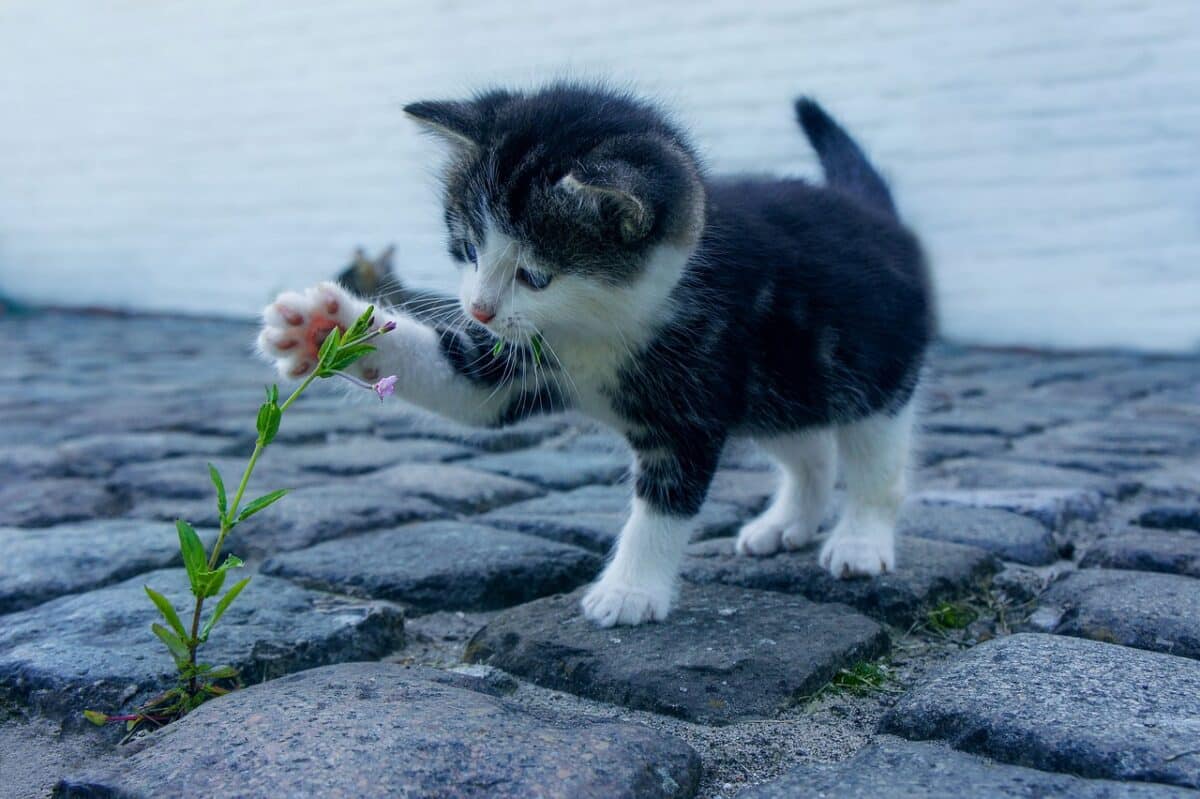 gatto che gioca con un fiore che spunta da un pavimento di una strada