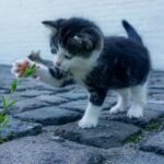 gatto che gioca con un fiore che spunta da un pavimento di una strada