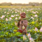 I fiori di loto vengono coltivati da secoli in Asia e sono conosciuti per le loro proprietà