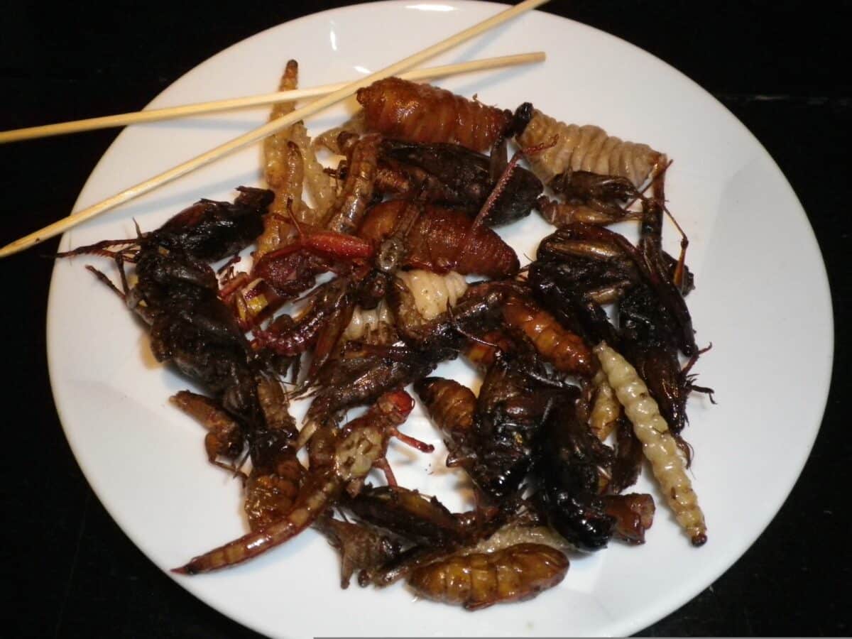 In Italia è legale mangiare quattro tipi di insetti