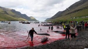 Mattanza cetacei Faroe