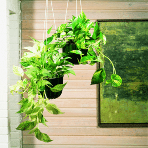 Epipremnum pinnatum
