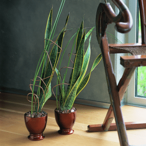 Sansevieria trifasciata