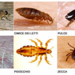 Rimedi naturali contro pulci e zecche
