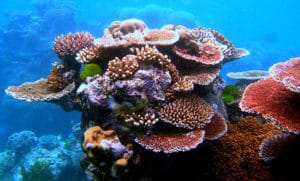 barriera corallina australiana