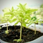 piante aromatiche contro le pulci