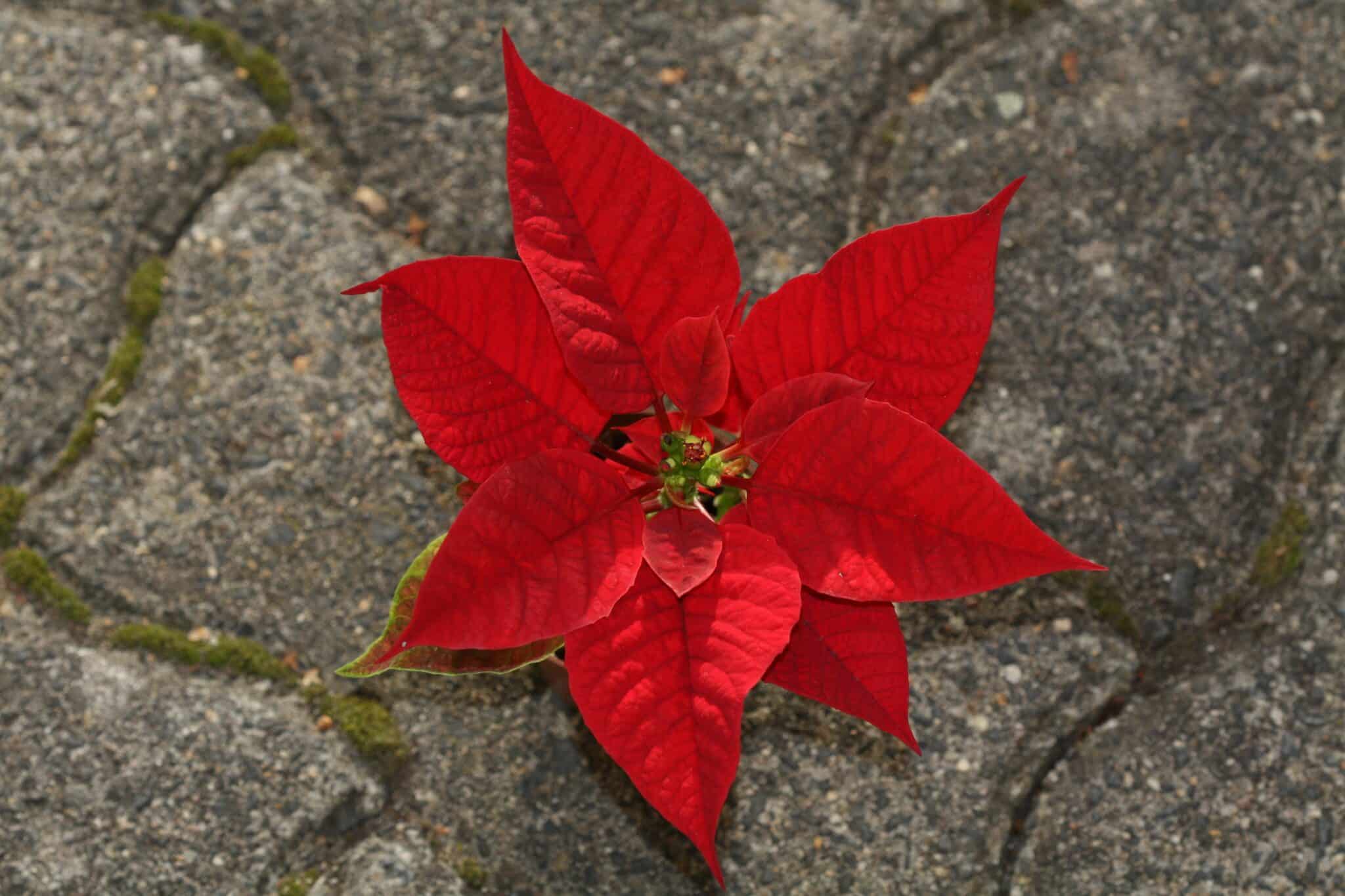 La stella di Natale tutto l'anno