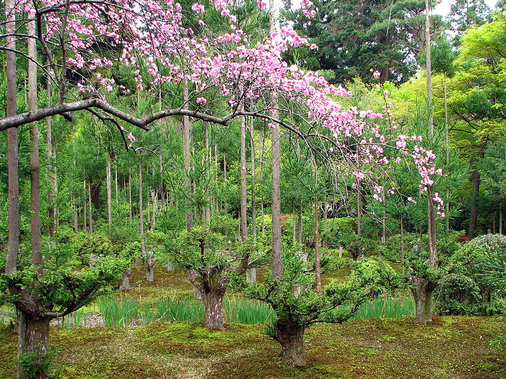 daisugi Daisugi