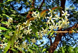 Olio di Neem Albero Azadirachta indica