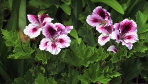 le piante di geranio allontano in modo naturale le zanzare