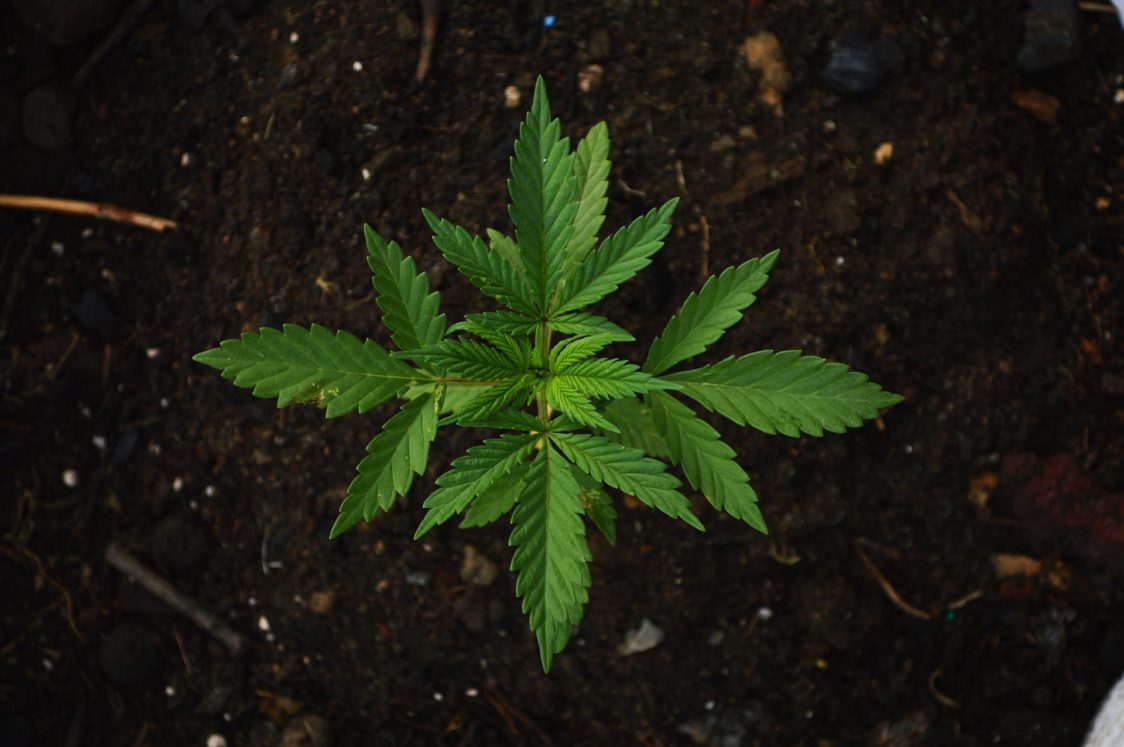 marijuana-light-in-italia Foglia di pianta di Canapa
