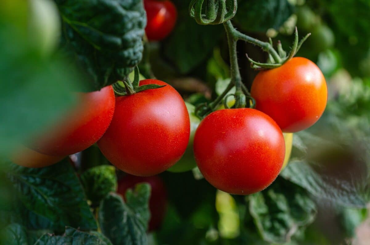 pomodori sulla pianta