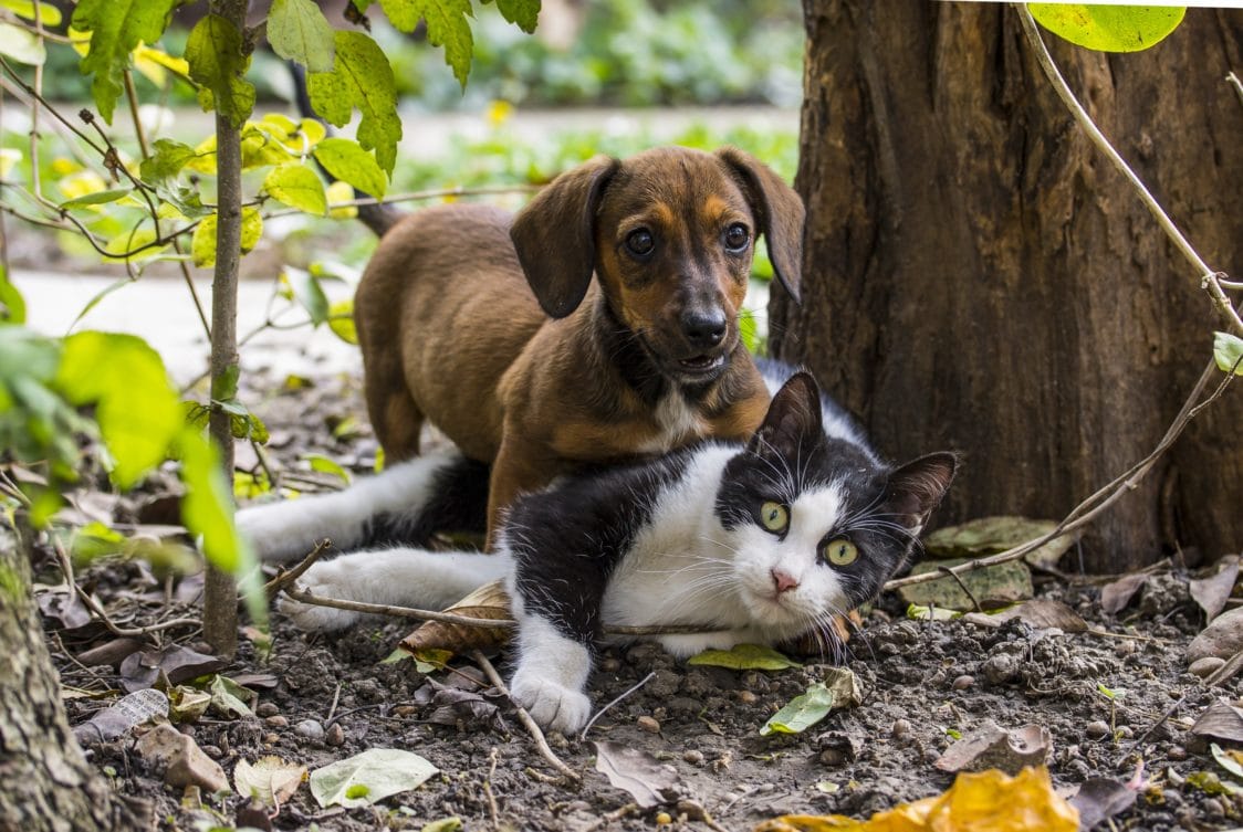 Debellare le pulci degli animali domestici.