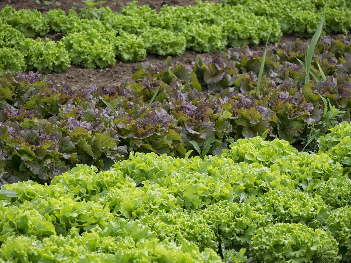 verdure-in-orto Verdure nell'orto